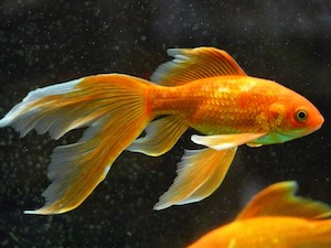 Goldfisch Aquarium